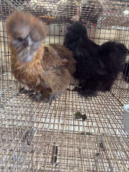 Stunning Pair of Show Quality Silkies