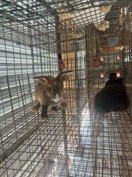 2 Flemish Giant Cross Does