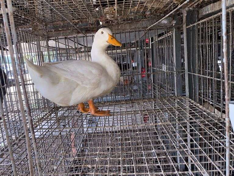 Pekin Drake