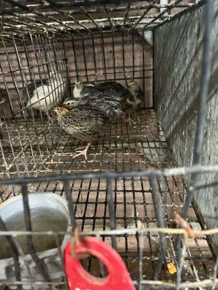 5 Celadon Quail