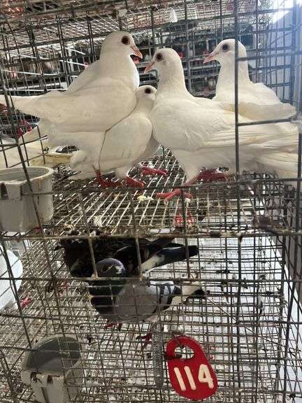 4 Homer Pigeons