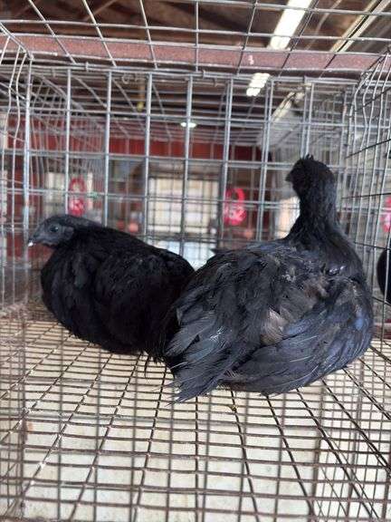 2 Ayam Cemani Hens