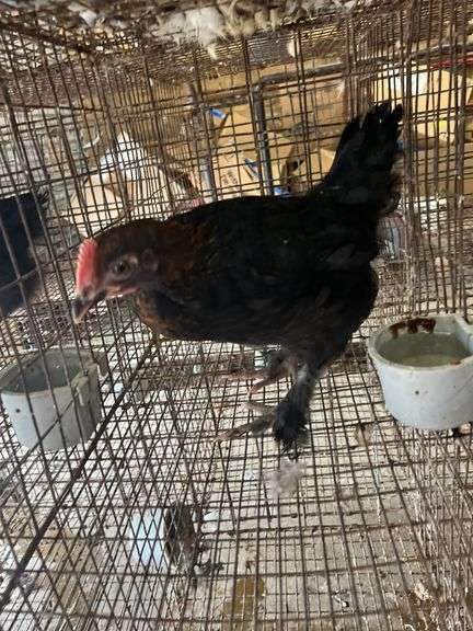 Black Copper Maran Cockerel