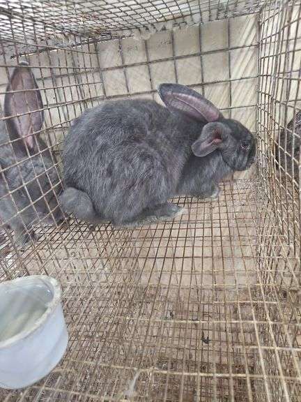 Pure Flemish Giant Buck - 4 Mos Old