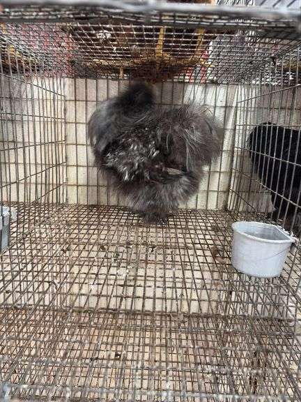 Silkie Rooster