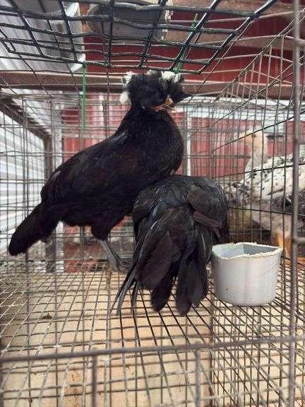 2 White Crested Polish Cockerels