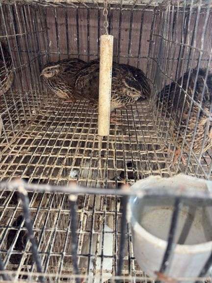 3 Coturnix Quail