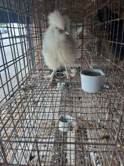 White Bearded Silkie Rooster