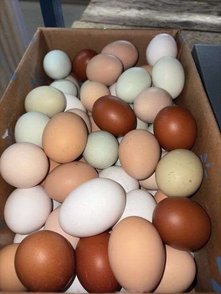 6 Doz XL Eating Eggs