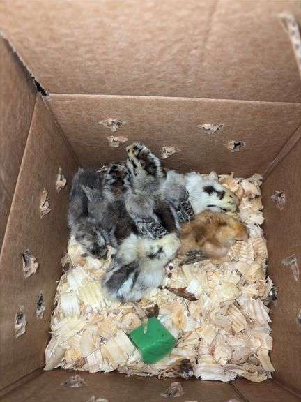 6 Silkie Chicks