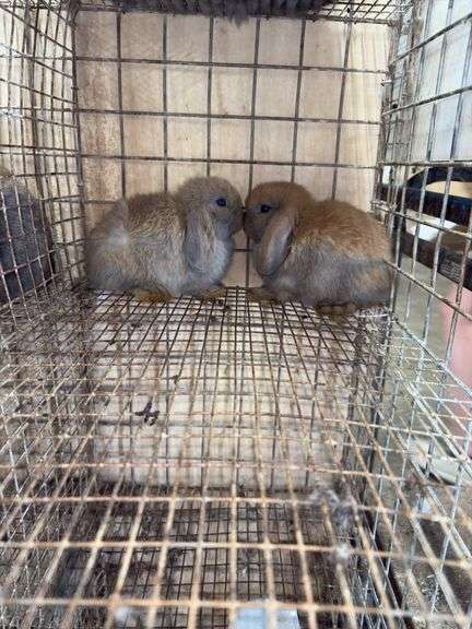 2 Baby Holland Lop Does - DOB 6/9/25