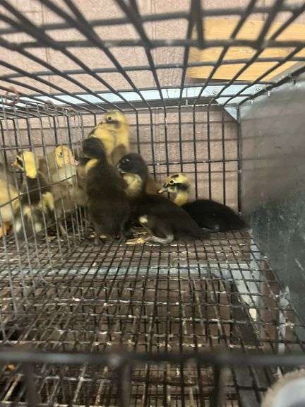 6 Chocolate & Penciled Runner Ducks