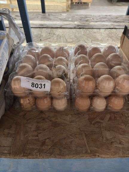 4 Doz Chicken Eating Eggs