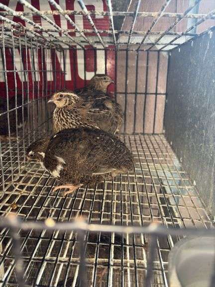 3 Coturnix Quail