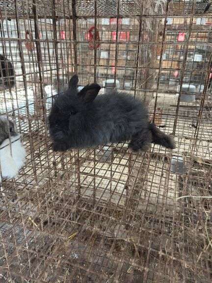 Black Angora Buck - 3 Months Old - Friendly