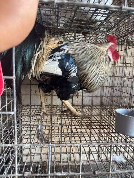 2 Blue Bell Mix Roosters - 6 Mos Old