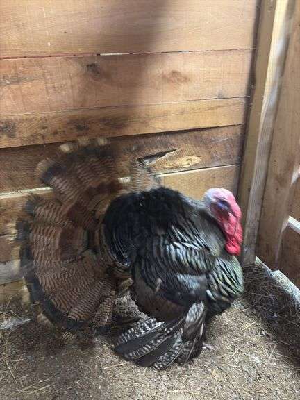 Bronze Tom Turkey - 1 Yr Old