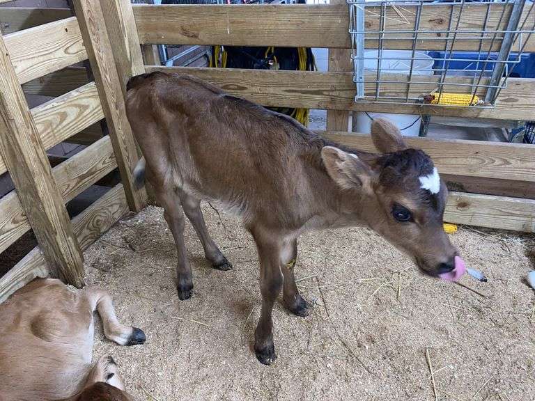 Crossbred Heifer Bottle Calf - Had Colostrum