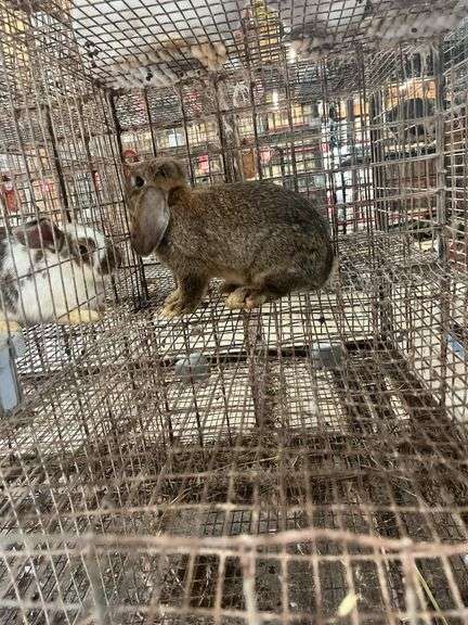 Mini Lop Cross Doe - 10 Wks Old