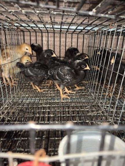 5 Rustic Rock Pullets