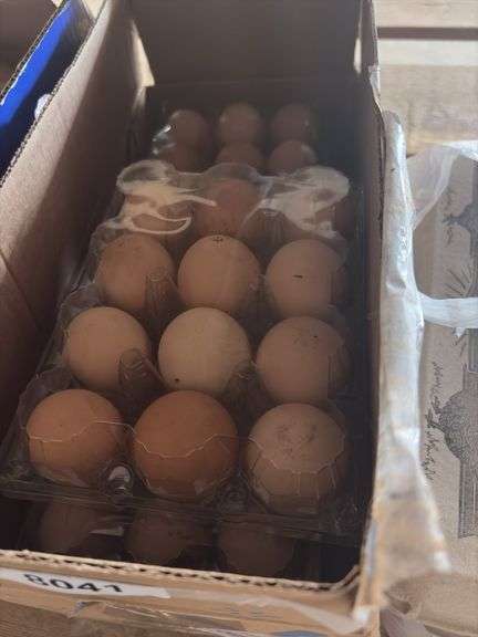 5 Doz Brown Eating Eggs