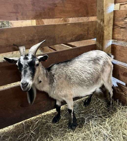 Tan Pygmy Nanny