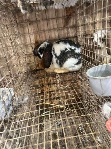 Mini Lop Cross Doe - 10 Wks Old