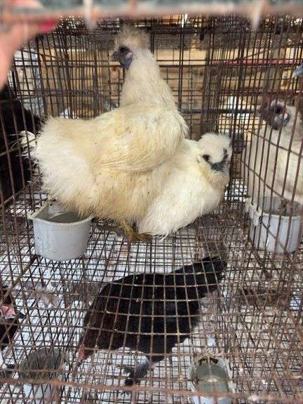 2 Silkie Hens