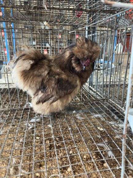 Silkie Rooster - 5 Mos Old - Show Quality