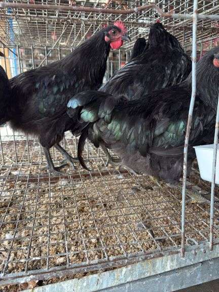 5 Black Australorp Roosters