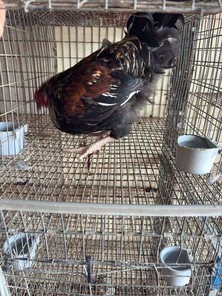 Easter Egger Rooster