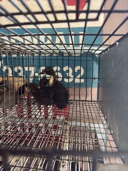 3 Call Ducklings