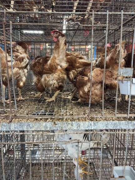 5 Golden Comet Laying Hens