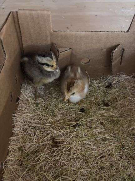 2 Chicks - Yokohoma & Phoenix