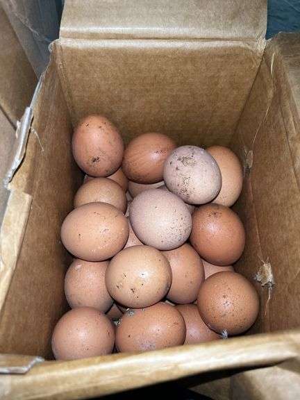 3 Doz Xlarge Brown Eating Eggs