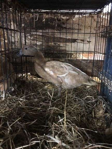 Chocolate Khaki Laying Hen "Pecan"