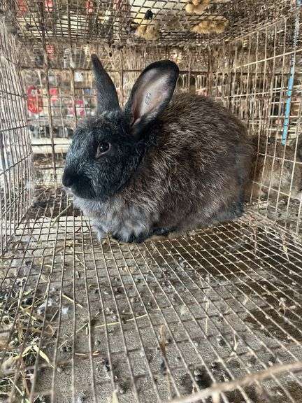 Buck Meat Rabbit