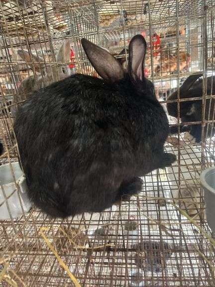 Black Bunny