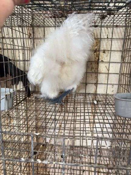 Silkie Rooster - 4 Mos Old