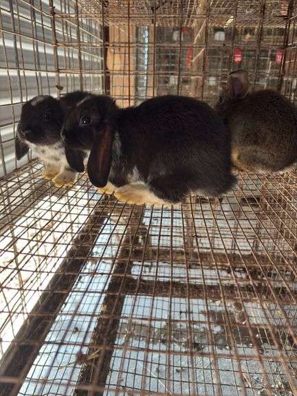 4 Mixed Bred Hollands - Unsexed