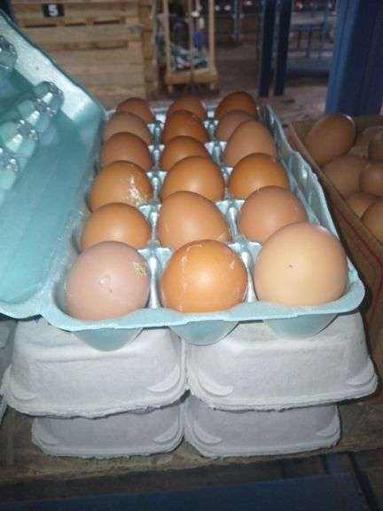 5 1/2 Doz Large Brown Eating Eggs
