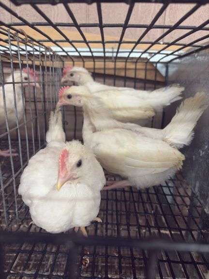3 White Leghorn Cockerels