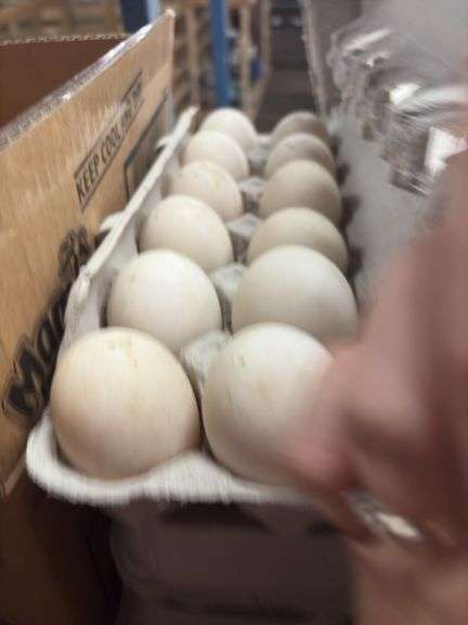 3 Doz Xlarge Duck Eating Eggs