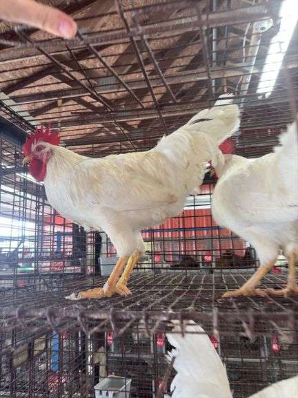 2 Leghorn Roosters