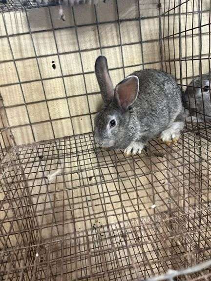 American Chinchilla Buck - 9 Wks Old