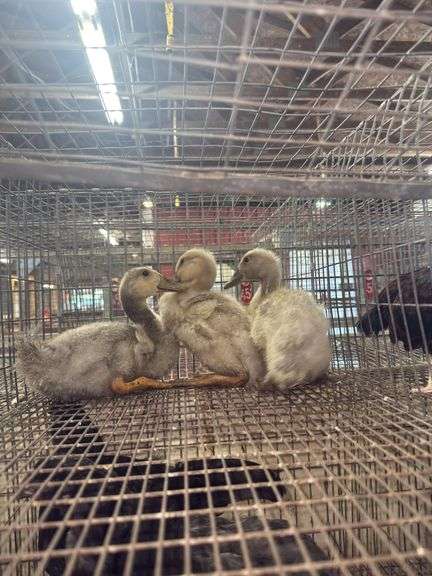 3 Blue Swedish Ducklings - 4 Wks Old