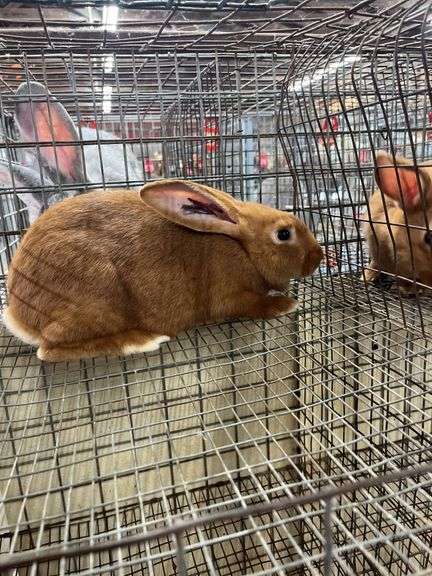 New Zealand Red Buck - 3.5 Mos Old