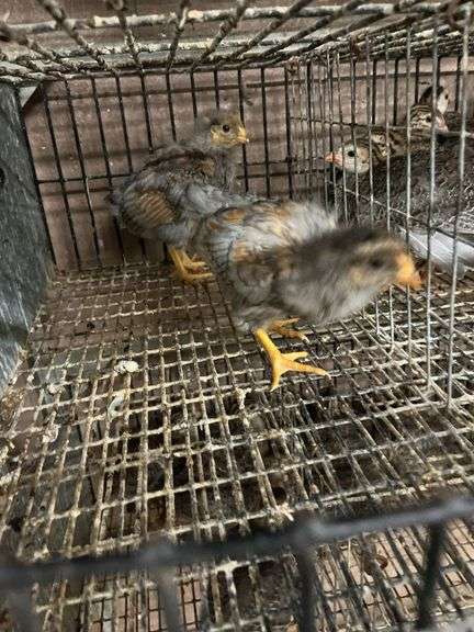 2 Golden Laced Blue Wyandotte Pullets