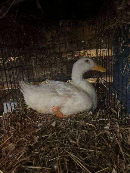Pekin Laying Hen - 1yr Old - Has Bum Leg