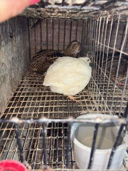 3 Coturnix Quail